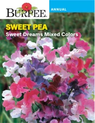 Burpee Sweet Pea Sweet Dreams Mixed Colors
