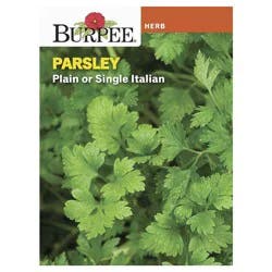 Burpee Herb Parsley Single Italian Plain-Leafed