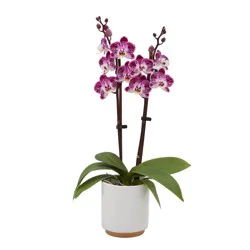 H-E-B Texas Roots Orchid Belita In Ceramic Pot