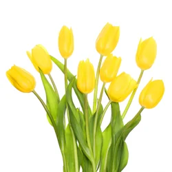 DIERBERGS FLOWERS & GIFTS 10 STEM TULIP BUNCH