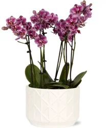 Central Market Assorted Windsor & White Phalaenopsis Orchids in Small Ceramic Pot
