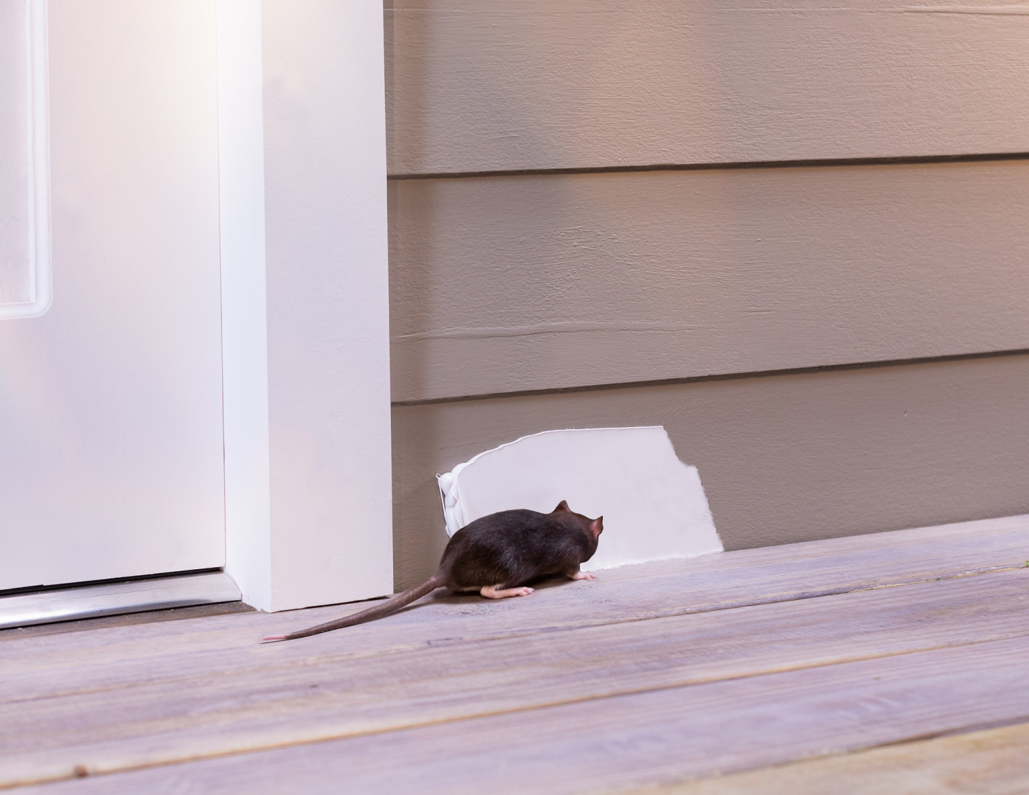 slide 6 of 6, Flex Seal Flex Paste White, 1 lb