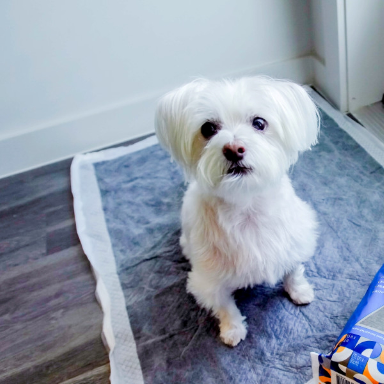 slide 3 of 6, Pet Life Unlimited Odor Controlling Training Pads with Charcoal for Dogs - XXL - 15ct, 15 ct