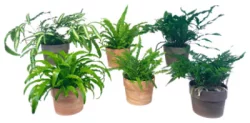 Assorted Ferns In Clay 6In
