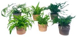 Assorted Ferns In Clay 6In
