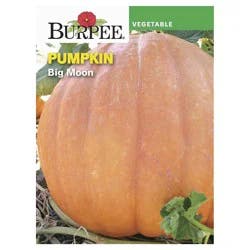 Burpee Big Moon Pumpkin