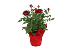 Seattle Express Mini Rose - 4 Inch