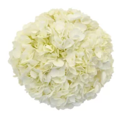 Hydrangeas