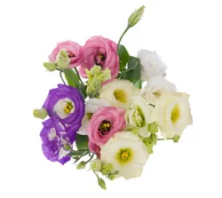 Dl Lisianthus Mix Cb 5St