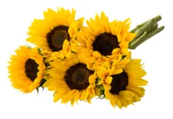 Sunflower Yellow 5 Stem