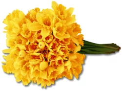 Daffodil Greenhouse 5 Stem -Ak/Hi