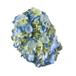Debi Lilly Hydrangea White/Blue 3 St
