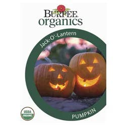 Burpee Organic Jack O'Lantern Pumpkin