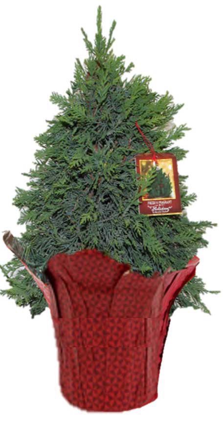 slide 1 of 1, 8" Leyland Cypress, 26 ct; 28 in tall