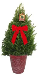 11" Leyland Cypress