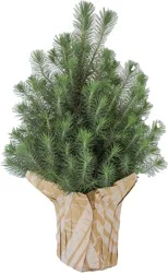 6.5" Italian Stone Pine