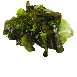 Red Leaf Lettuce