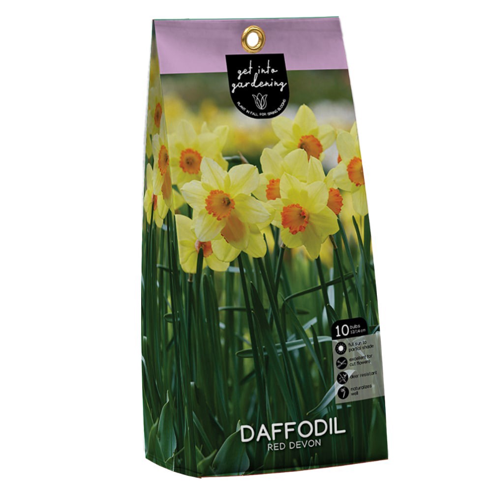 slide 1 of 1, Daffodil Red Devon Peg Pack flower bulbs, 10 ct