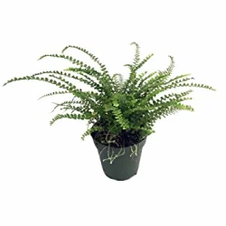 4" Tropical Fern