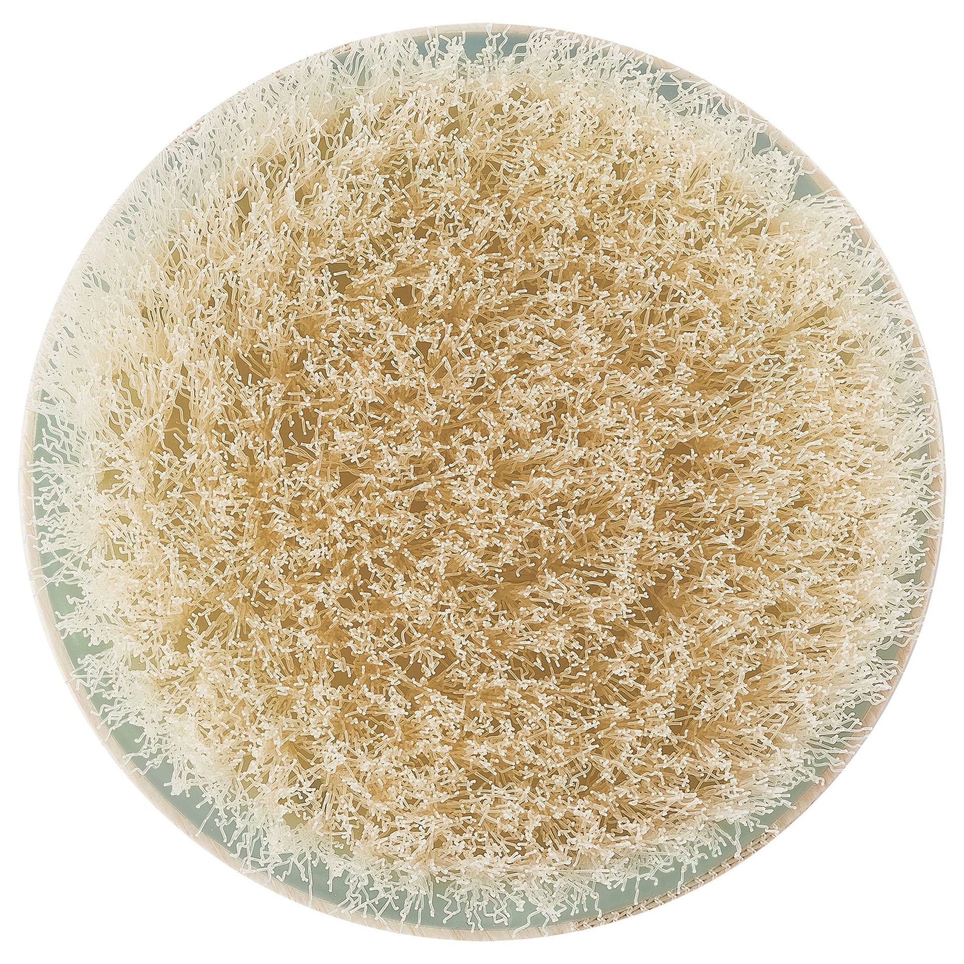 EcoTools Dry Brush 1 ct Shipt