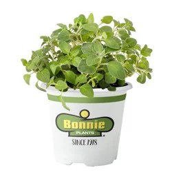 Bonnie Plants Italian Oregano Cutting