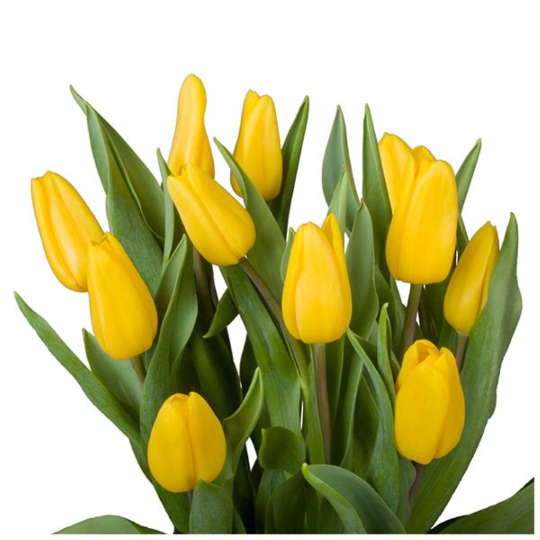 slide 1 of 1, K 15 Stem Yellow Tulips, 1 ct