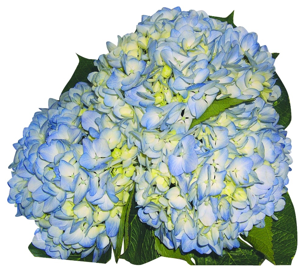 slide 1 of 1, BLOOM HAUS Hydrangea, 1 ct