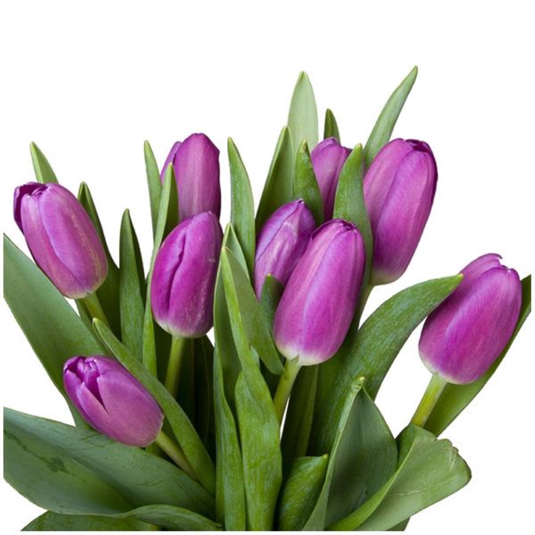 slide 1 of 1, K 15 Stem Purple Tulips, 1 ct