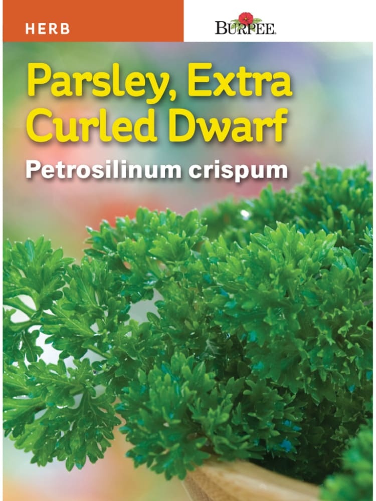 slide 1 of 1, Burpee Herb Parsley Extra Curled Dwarf Seeds, 1 ct