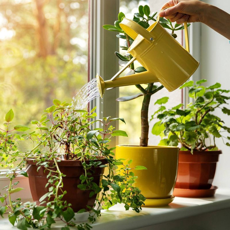 slide 12 of 14, Back to the Roots All Purpose Plant Food 16oz Liquid Fertilizer for Indoor & Outdoor Gardens, 16 oz