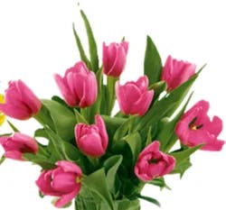 Dutch Tulip Bunch, 10 Stems