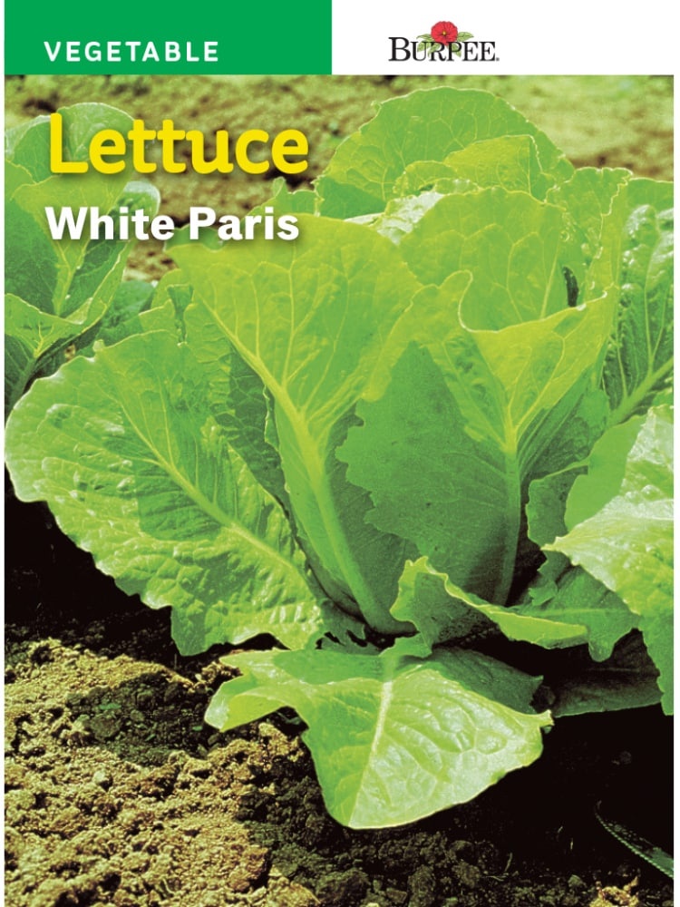 slide 1 of 1, Burpee Lettuce Seeds, Paris White, 1 ct
