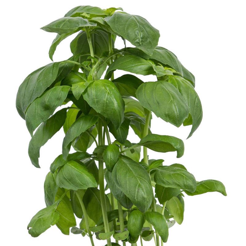 slide 2 of 6, Soli Organic Fresh Basil - 2oz, 2 oz