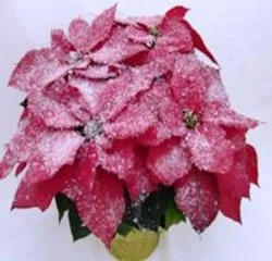 Snow Frosted Poinsettia with Holiday Pot Cover (Approximate Delivery is 3-5 days)