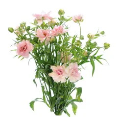 Butterfly Ranunculus