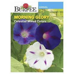 Burpee Morning Glory Celestial Mix Seeds