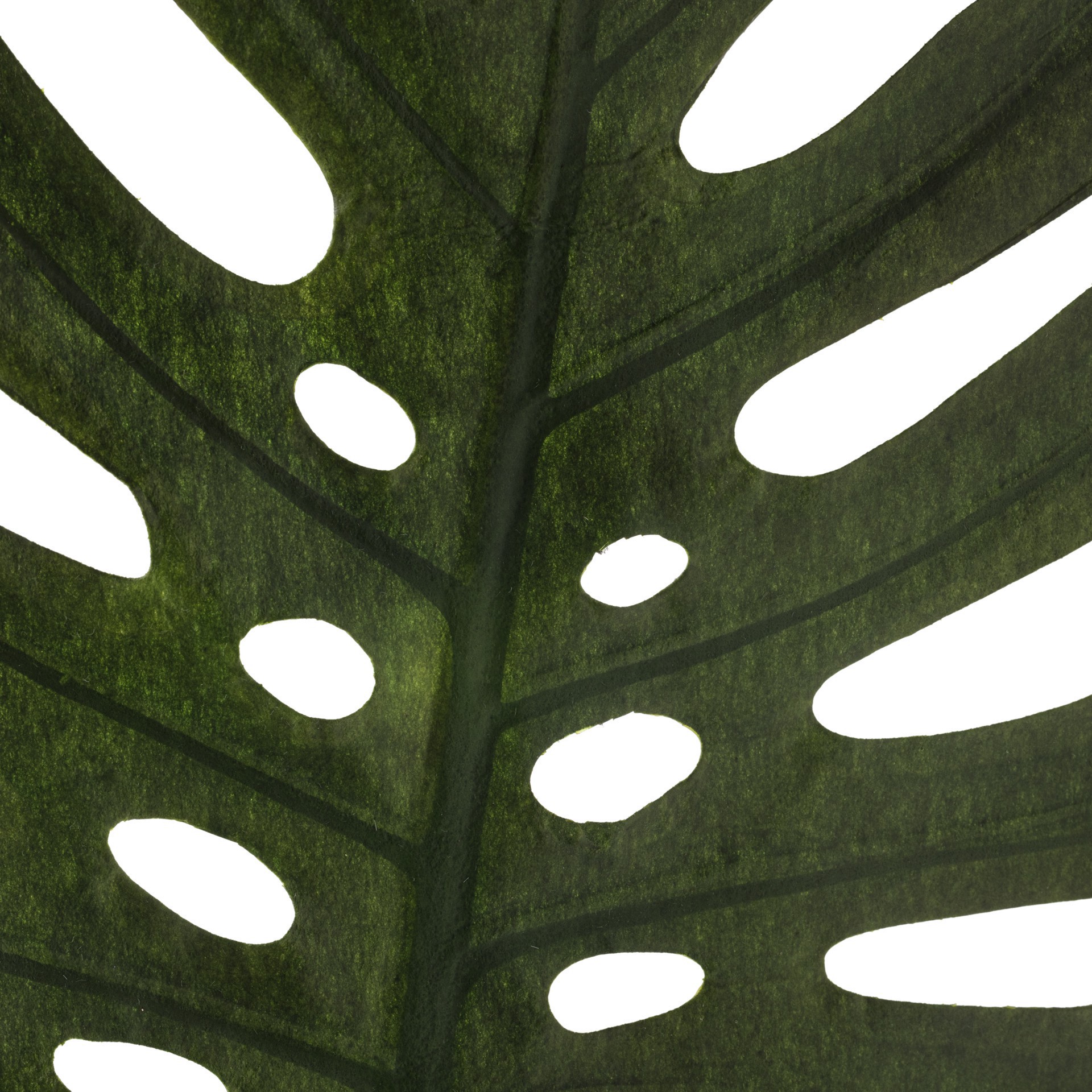slide 3 of 3, Tropical Monstera Leaf Stem By Ashland, 34.5 in