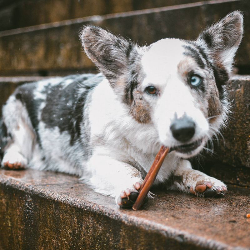 slide 5 of 5, Cadet Bully Hide Sticks Beef Flavor Rawhide Dog Treats - S - 4.98oz/7ct, 4.98 oz, 7 ct