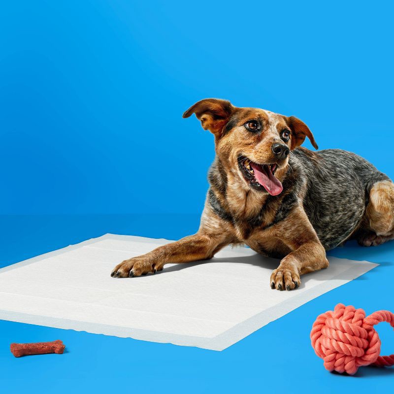 slide 2 of 5, Clean Scent Dog Training Pads - L - 50ct - up&up™, 50 ct