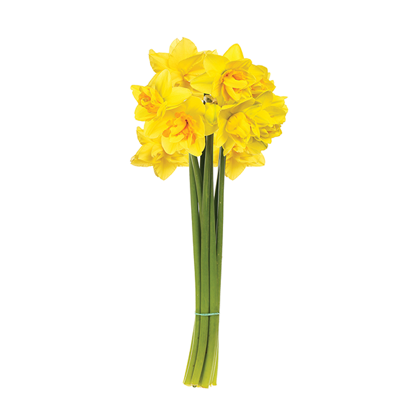 slide 1 of 1, Floral Daffodilis, 10 ct