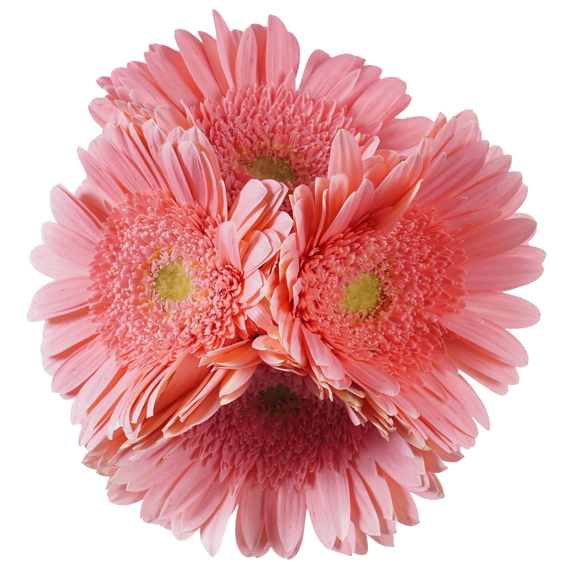 slide 1 of 1, BLOOMS by H-E-B 4 Stems Assorted Gerbera, 1 ct
