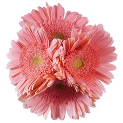 BLOOMS by H-E-B 4 Stems Assorted Gerbera