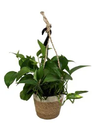 Foliage Hanging Basket