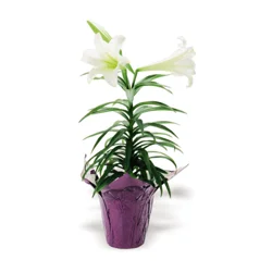 Floral Easter Lily 6 in