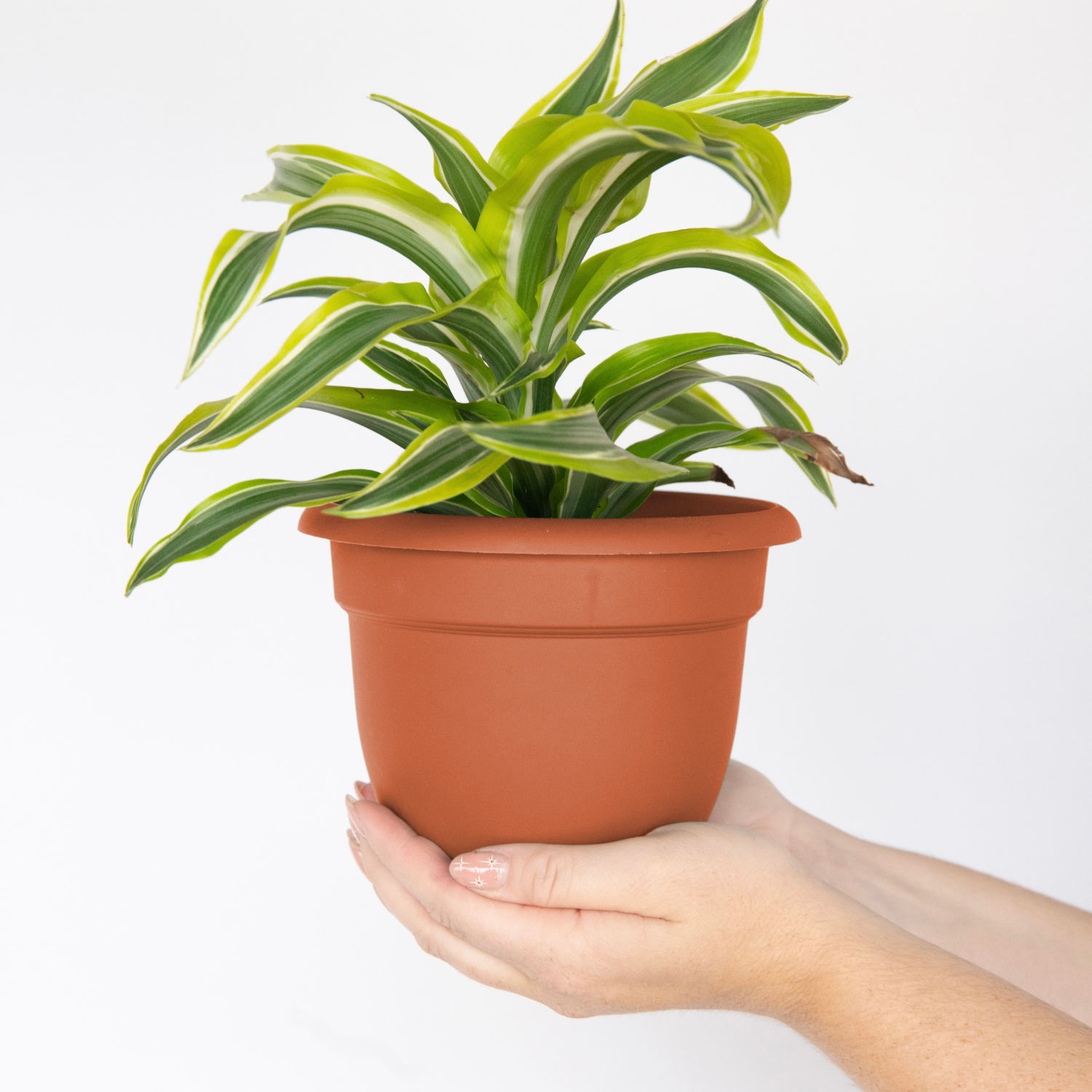 slide 2 of 2, Bloem 6" Terra Cotta Ariana Planter With Self Watering Grid - Taupe - Bloem, 6 in