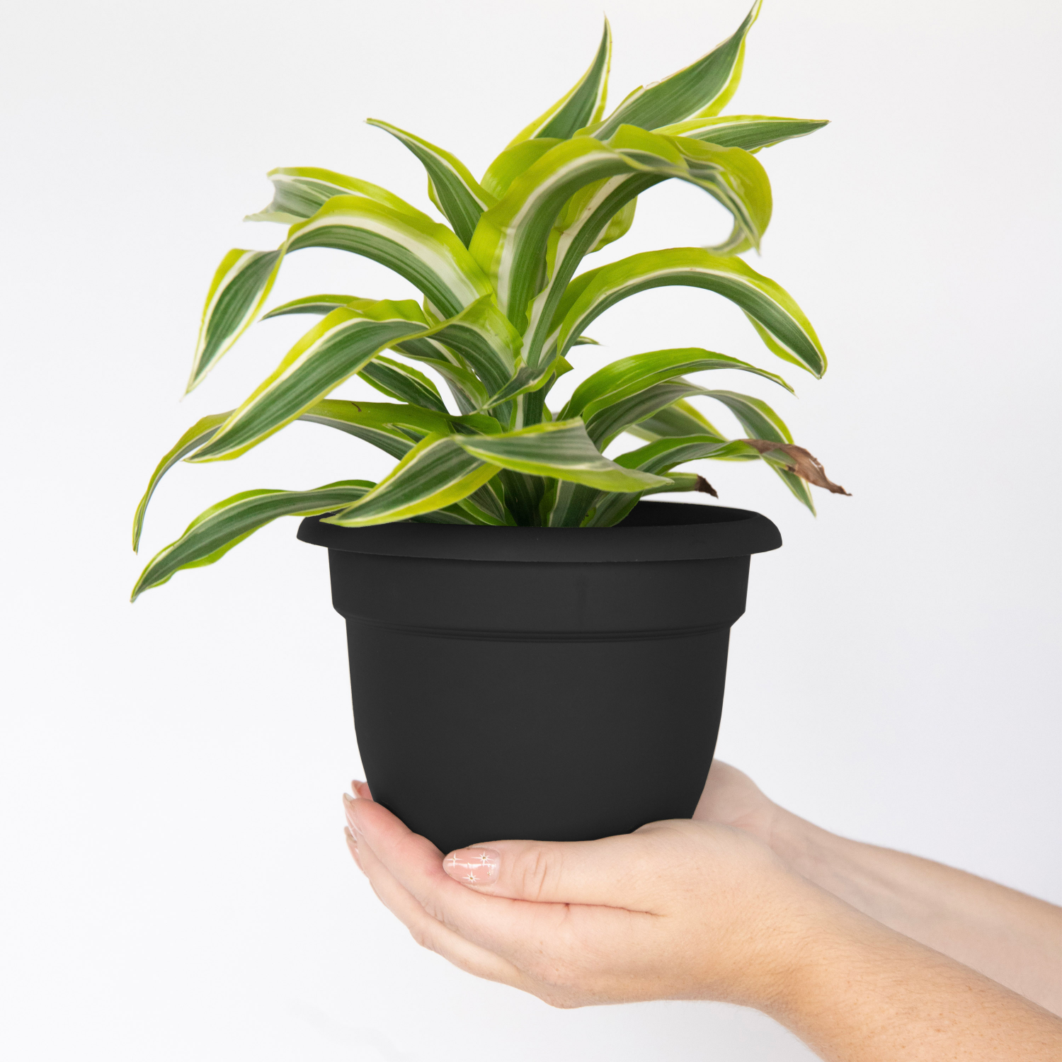 slide 2 of 2, Bloem Ariana Black Planter 6In, 6 in