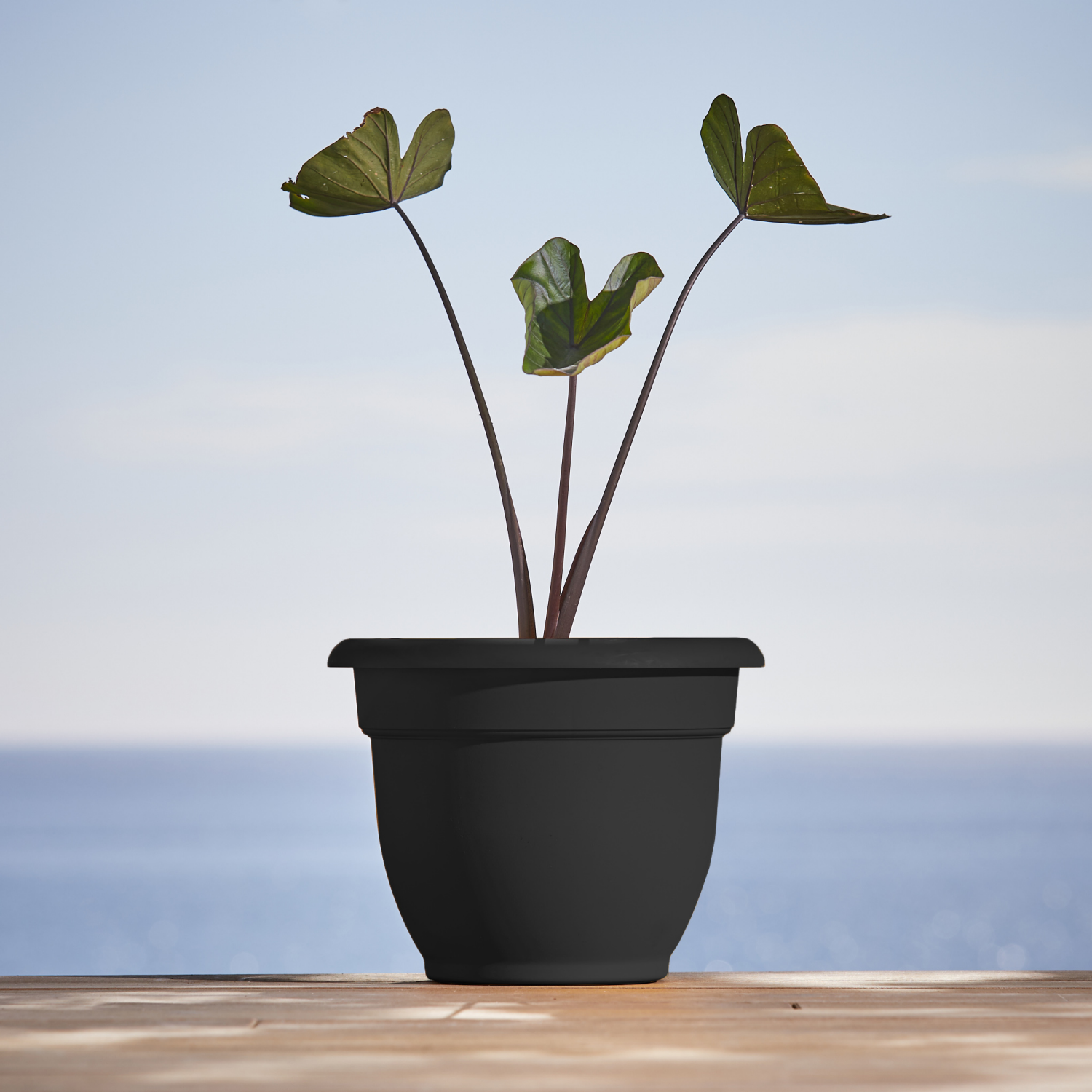 slide 2 of 2, 10"Ariana Planter With Self Watering Grid - Black - Bloem, 1 ct