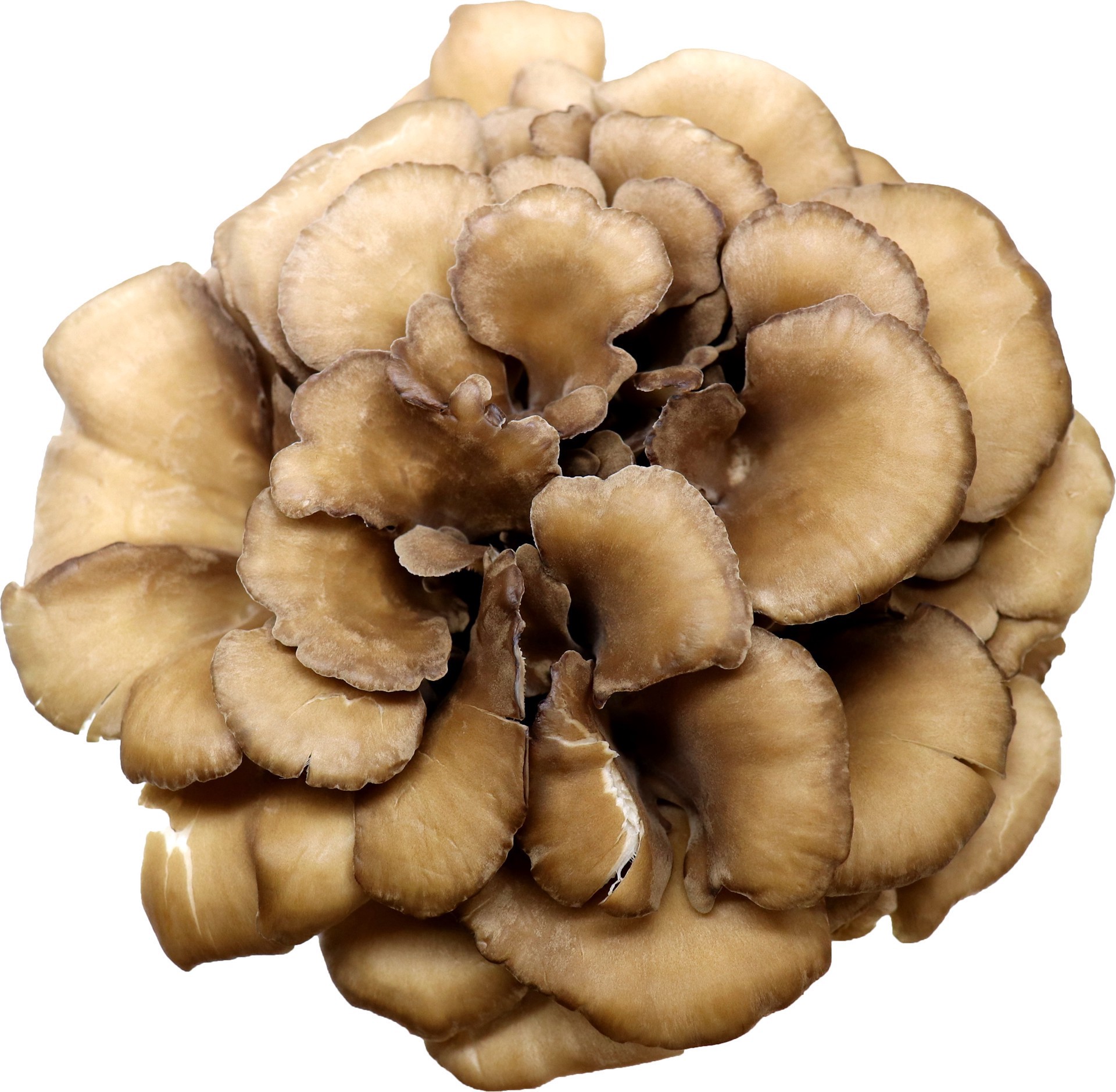 slide 1 of 1, Monterey Hen of the Wood Mushroom, 1 ct