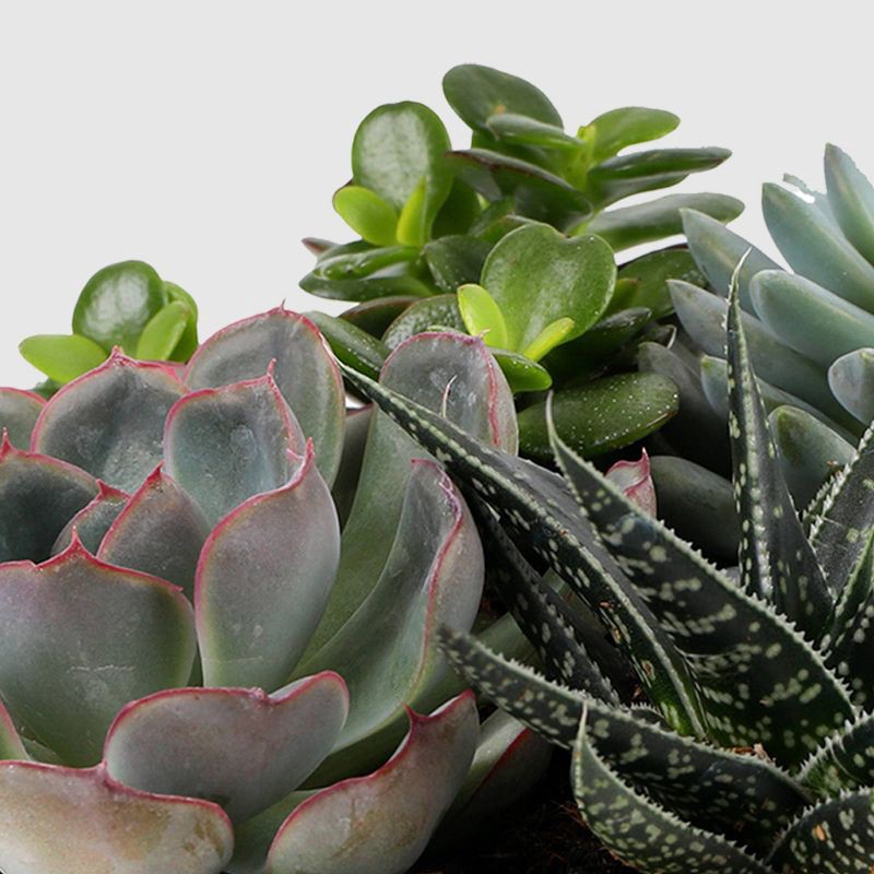 slide 2 of 8, Live 6" Succulent Garden Houseplant (Varieties May Vary) - Good Little Garden™, 1 ct