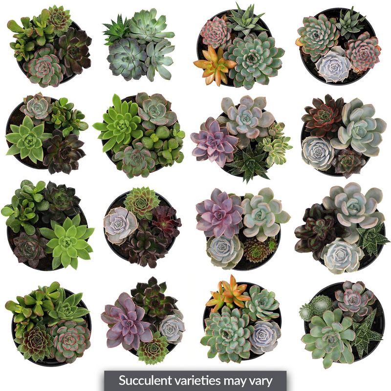 slide 3 of 8, Live 6" Succulent Garden Houseplant (Varieties May Vary) - Good Little Garden™, 1 ct
